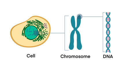 From Gene to DNA and Chromosome in cell structure, genome sequence, Cell, Chromosome, DNA and gene, Structure of Cell, adenine to Gene, DNA and Chromosome, DNA molecule