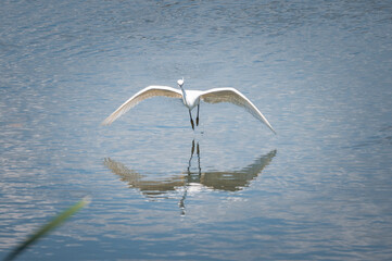 White egrets in flight over the water. Birds and reflections in the water