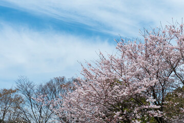 美しい桜の季節　公園の桜　滋賀県大津市衣川緑地公園