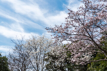 美しい桜の季節　公園の桜　滋賀県大津市衣川緑地公園