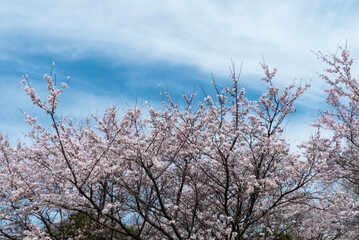 美しい桜の季節　公園の桜　滋賀県大津市衣川緑地公園