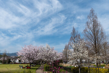 美しい桜の季節　公園の桜　滋賀県大津市衣川緑地公園