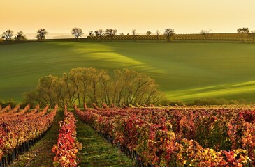 A typical landscape of South Moravia in the Czech Republic with rolling fields and rows of...
