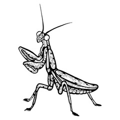 Mantis insect sketch line art engraving PNG illustration. Scratch board style imitation. Black and white hand drawn image.