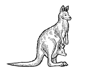 Kangaroo with baby cub in kangaroo pouch animal sketch engraving PNG illustration. Scratch board style imitation. Black and white hand drawn image.