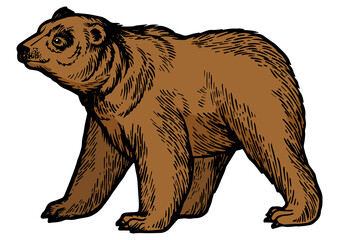 Bear animal goes on four legs color sketch engraving PNG illustration. Scratch board style imitation. Black and white hand drawn image.