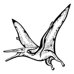 pterodactyl dinosaur sketch engraving PNG illustration. Scratch board style imitation. Hand drawn image.