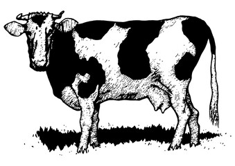 Cow rural farm animal sketch engraving PNG illustration. Scratch board style imitation. Black and white hand drawn image.