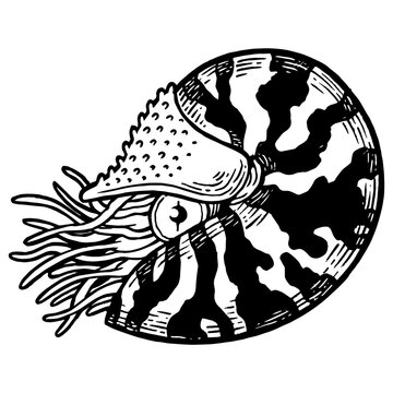 recommend clip art: Nautilus sea Caridea animal sketch engraving PNG illustration. Scratch board style imitation. Black and white hand drawn image.