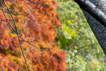 真っ赤に燃えるような紅葉　　滋賀県大津市皇子が丘公園