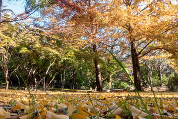真っ赤に燃えるような紅葉　　滋賀県大津市皇子が丘公園