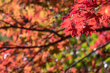 真っ赤に燃えるような紅葉　　滋賀県大津市皇子が丘公園
