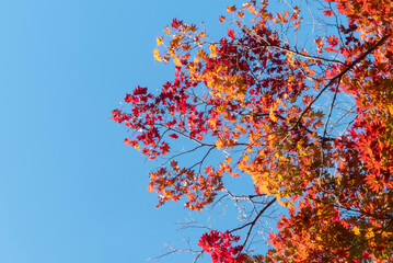 真っ赤に燃えるような紅葉　　滋賀県大津市皇子が丘公園