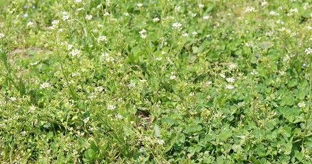 Close up of white flowers in a grass field background