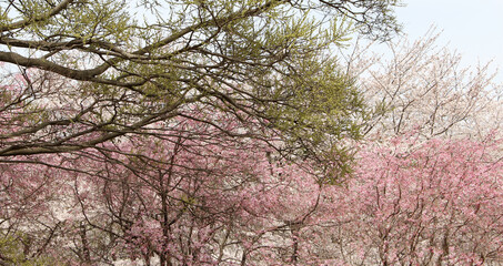 Cherry trees with cherry blossoms in full bloom and trees with fresh green leaves background