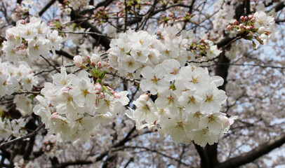 Closeup of Cherry blossoms Background