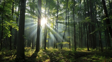 The suns rays filtering through the dense forest canopy, creating a dappled pattern of light and shadows on the ground below.