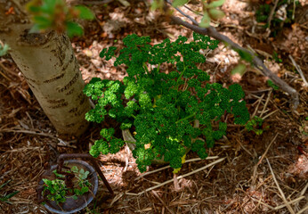 庭に生えているパセリ