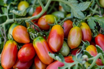 Many Roma tomatoes in summer garden Top heirloom varieties