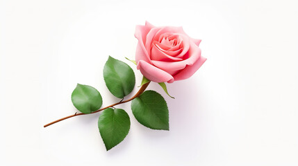 An isolated pink rose with green leaves on a white background