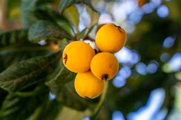 Organic fruit of loquat - Eriobotrya japonica (Biwa, Malta eriği, Yeni dünya) - has become in...