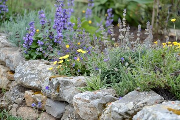 Medicinal plants like sage rosemary lavender and everlasting flowers grow on a stone wall near an...