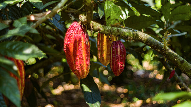 Big CN51 Red Cacao pod hanging on the tree