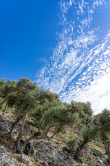 Olive Tree Plantation on Rocky Terrain in Lake Bafa.