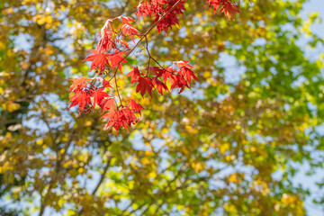 Bright red japanese male leaves stand in contrast to the yellow and green leaves behind them - Powered by Adobe