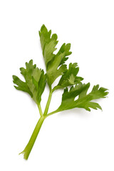 fresh parsley isolated, png file