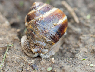 A snail on the ground with a brown shell with a visible spiral pattern. he snail’s body is light gray and slimy, and it has two long black eye stalks emerging from the top of its head.