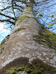 Fototapeta premium tree trunk extending into the blue sky on a sunny spring day