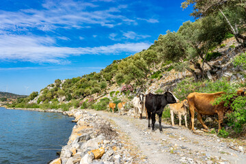 A Serene Lakeside in Turkey, Dotted with Cows Grazing Along the Shore, with Hills Gently Rising in...