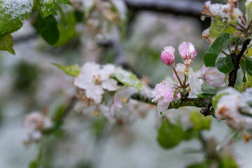 Snow on the cherry blossoms on the tree.