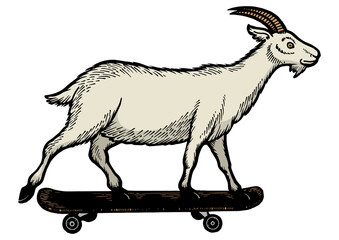 Domestic goat ride on skateboard sketch engraving PNG illustration. Scratch board style imitation. Black and white hand drawn image.