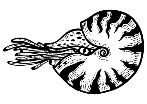 recommend clip art: Nautilus sea Caridea animal sketch engraving PNG illustration. Scratch board style imitation. Black and white hand drawn image.
