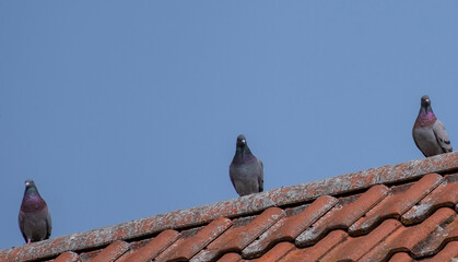 Drei Tauben sitzen auf dem höchsten Teil des Ziegeldaches
einem Haus.