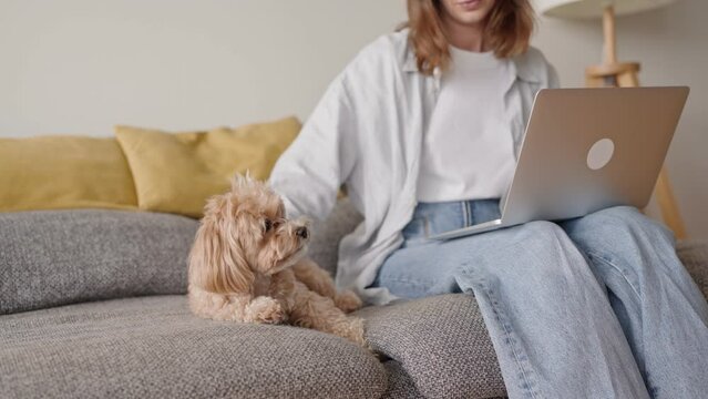Cute maltipoo dog lying on a cozy sofa next to its female owner who is busy working on a laptop, depicting work from home and pet companionship.