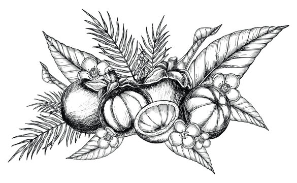 Mangosteen with palm leaves and flowers. Vector hand drawn illustration of exotic tropical Fruit painted by black inks. Drawing of asian food with garcinia and juicy slices. Sketch of mangostana.