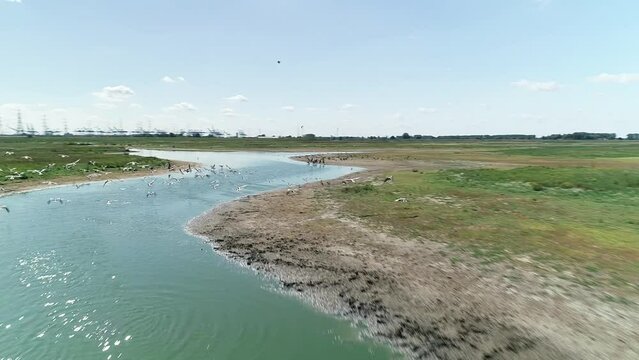 Aerial footage of a flock of birds flying over a lake in green field in Doel village, Belgium