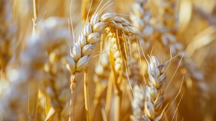 Macro shot of wheat