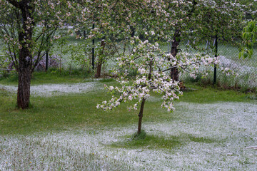 Young apple tree with flowers covered with snow.