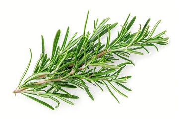 Fototapeta premium Overhead view of Rosemary on white background