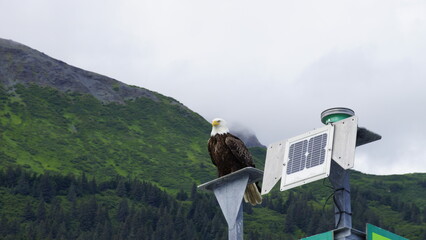 Majestic eagle perched on a light pole, with a mountain backdrop
