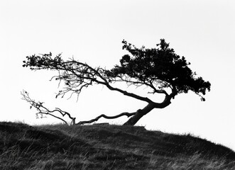 silhouette of a tree on a hilltop