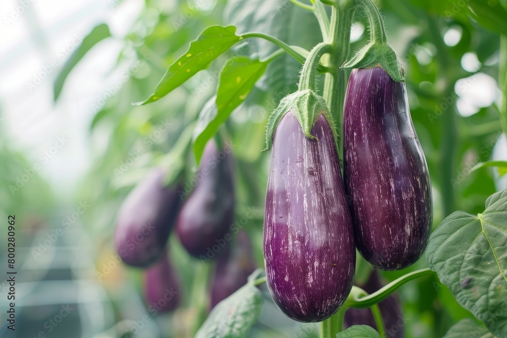 Wall mural purple eggplant ripe in dutch greenhouse