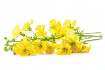 Rapeseed blooms on white backdrop