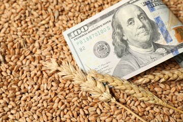 Dollar banknote and wheat ears on grains, closeup. Agricultural business