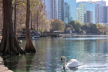 Lake Eola Park with buildings in the background and swans and trees in the forfront