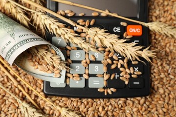 Dollar banknote, calculator and wheat ears on grains, closeup. Agricultural business